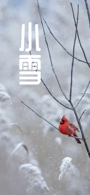 小雪至,天渐寒
