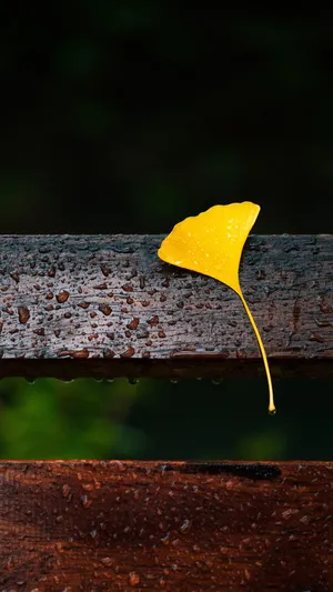 节气:白露