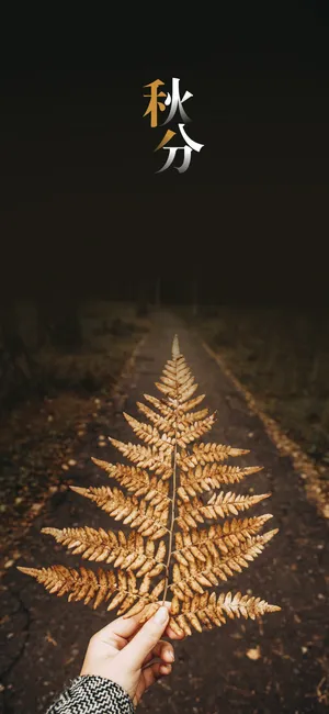 唯美秋分林间小路