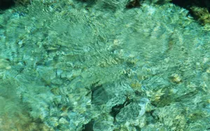 溪流特写 第一辑_10
