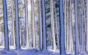 宽屏雪景 第二辑_2