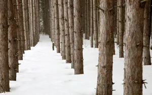 宽屏雪景 第二辑_10