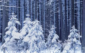 宽屏雪景 第一辑_18