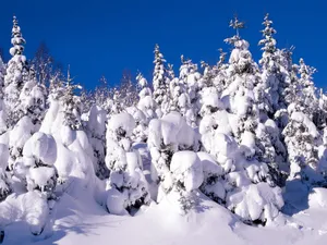 雪景 第二辑_18