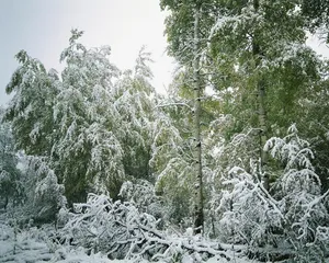 雪中树木 第二辑_4