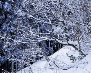 雪中树木 第二辑_5