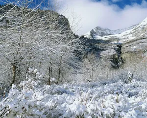雪中树木 第二辑_6