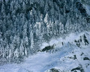 雪中树木 第二辑_7