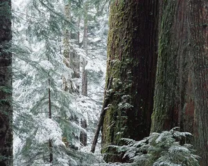 雪中树木 第二辑_8