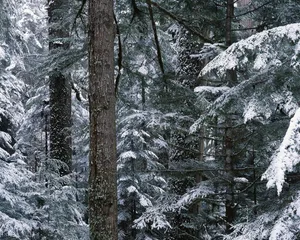 雪中树木 第二辑_9