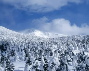 雪中树木 第二辑_10