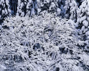 雪中树木 第二辑_11