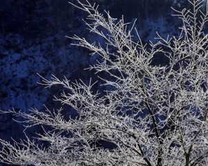 雪中树木 第二辑_12
