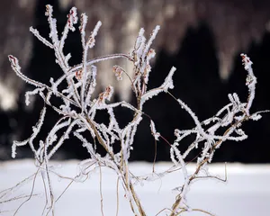 雪中树木 第二辑_14