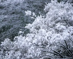 雪中树木 第二辑_16