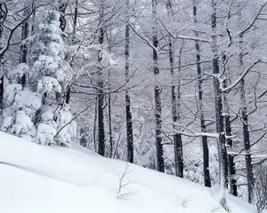 雪中树木 第二辑_17
