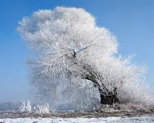 雪中树木 第二辑_18