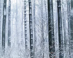 雪中树木 第二辑_19