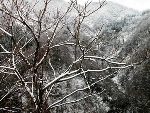 雪中树木 第一辑