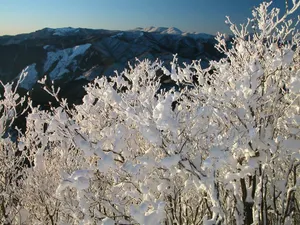 雪中树木 第一辑_2