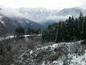 雪中树木 第一辑_3