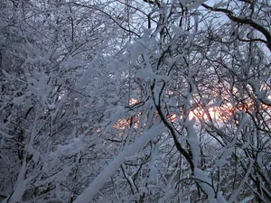 雪中树木 第一辑_4