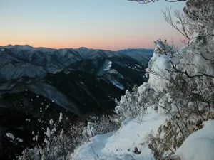 雪中树木 第一辑_6