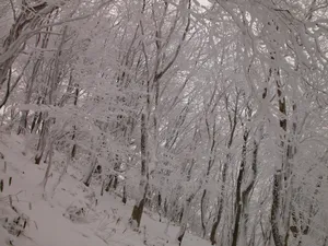 雪中树木 第一辑_7