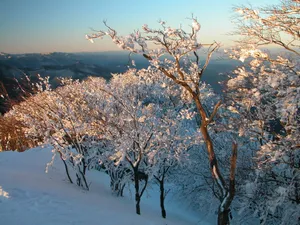 雪中树木 第一辑_8
