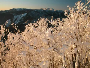 雪中树木 第一辑_9