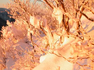 雪中树木 第一辑_10