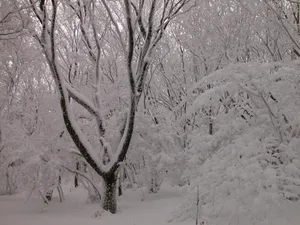 雪中树木 第一辑_11