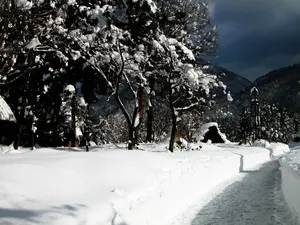 雪中树木 第一辑_12