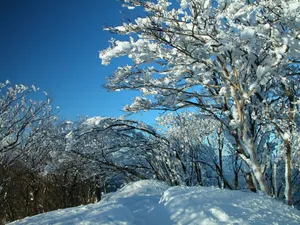 雪中树木 第一辑_13