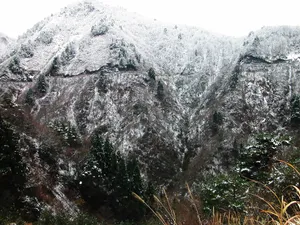 雪中树木 第一辑_14