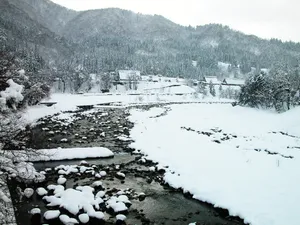 雪中树木 第一辑_15