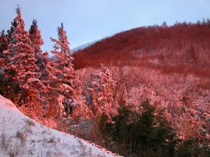 雪中树木 第一辑_16