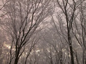 雪中树木 第一辑_17