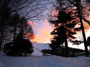 雪中树木 第一辑_18