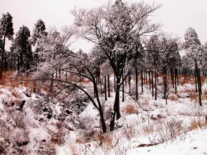 雪中树木 第一辑_19