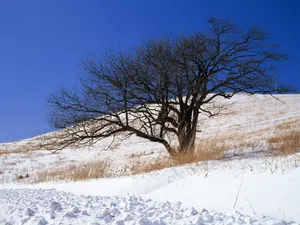 雪中写真 第一辑_3
