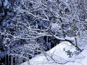 雪中写真 第一辑_11