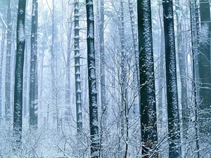 雪中写真 第一辑_14