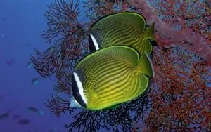 海边写真 第三辑_7