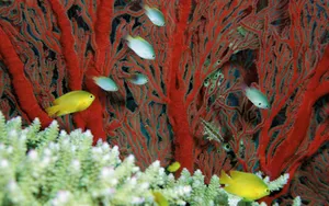 海边写真 第三辑_11