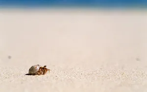 海边写真 第三辑_14