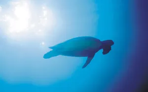 海边写真 第三辑_16