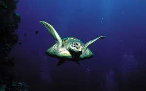 海边写真 第三辑_17