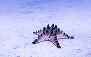 海边写真 第一辑_19
