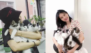 高圆圆樱桃衬衣甜美性感图片